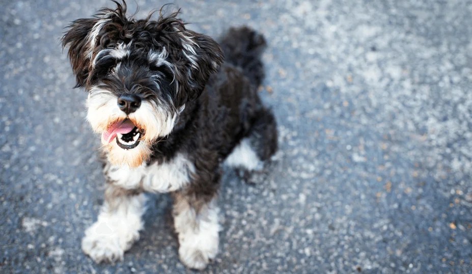 Explore Petite Pups Discover Small Dog Breeds